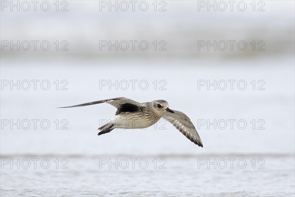 Grey plover