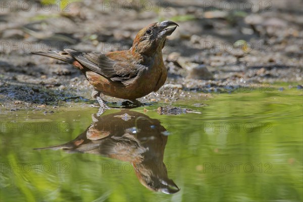 Red crossbill