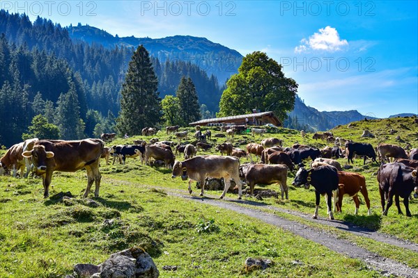 Allgaeuer Braunvieh on the alpine pasture in the Rappenalp valley near Oberstdorf