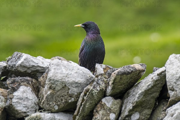 Common starling