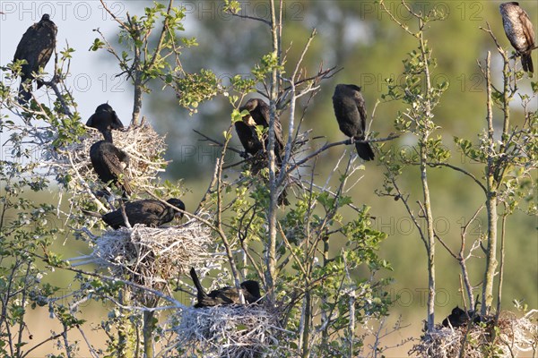 Great cormorant