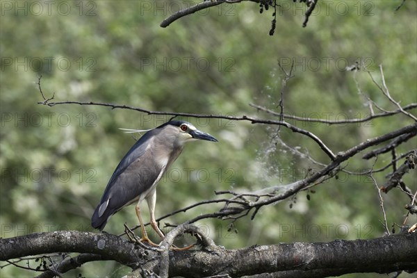 Black crowned night heron