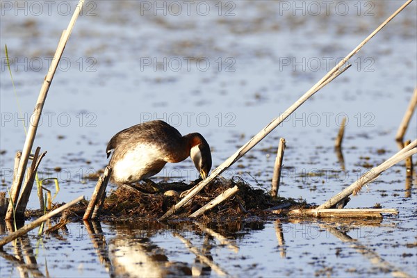 Red-necked grebe