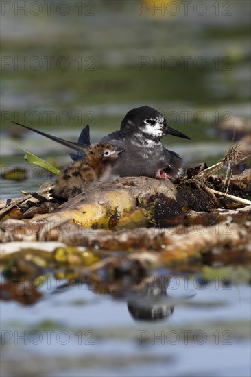 Black Tern