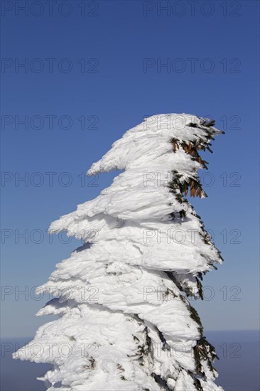 Frozen snow covered spruce tree after snowstorm in winter at Brocken