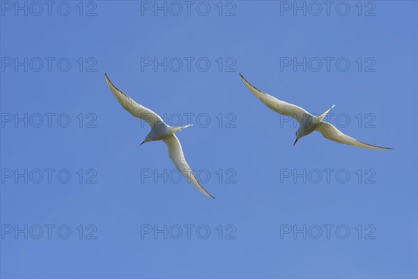 Two Arctic terns