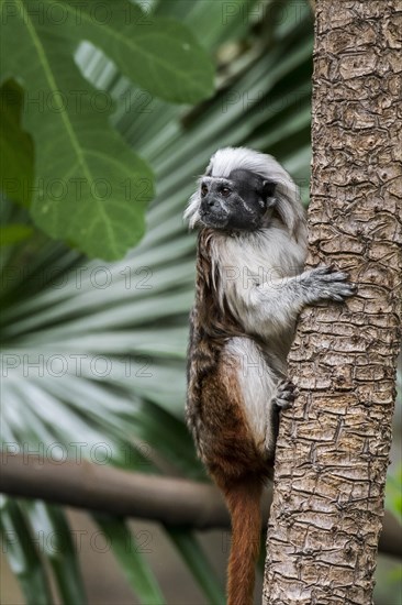 Cotton-top tamarin