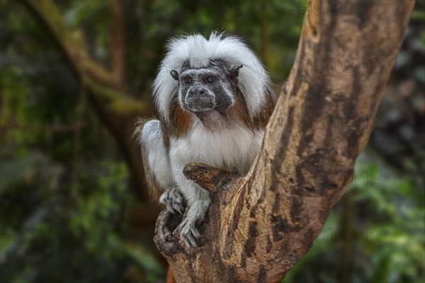 Cotton-top tamarin