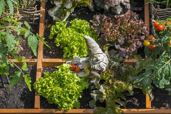 Garden gnome ornament figurine with wheelbarrow among different species of lettuce