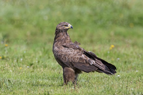 Lesser spotted eagle