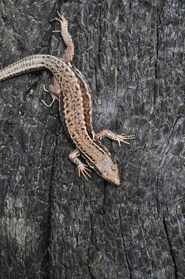 Common wall lizard