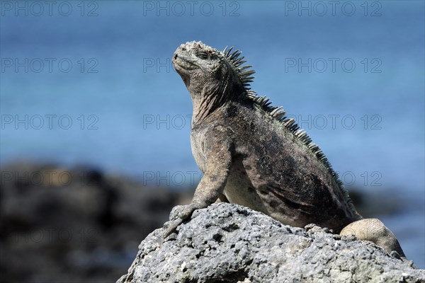 Marine iguana