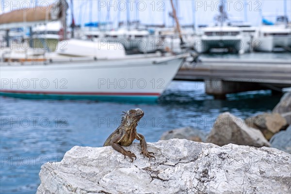 Common green iguana