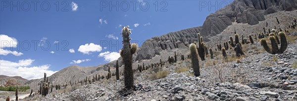 Argentine Giant Cereus