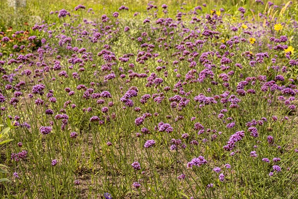 Argentine verbena