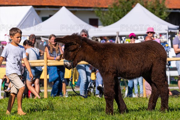 Donkey foal