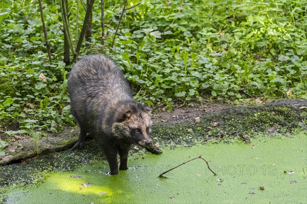 Raccoon dog