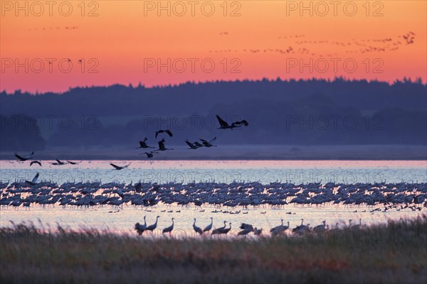 Flock of common cranes