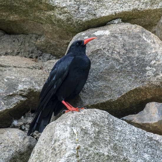 Red-billed chough