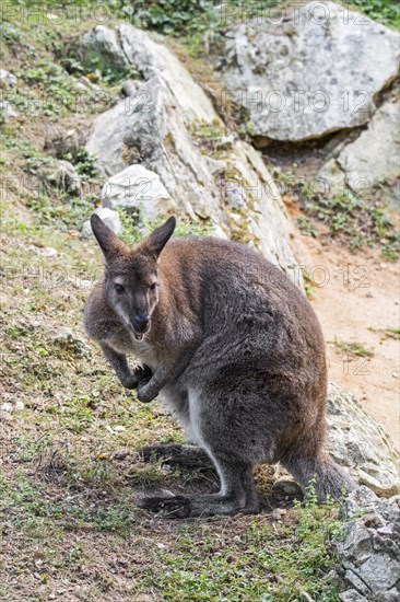 Red-necked wallaby