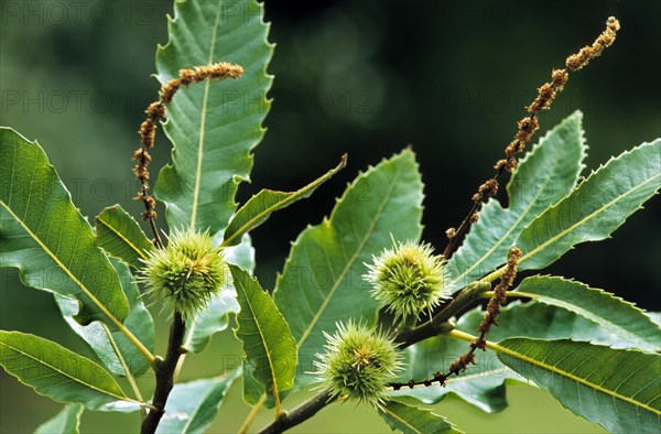 Sweet Chestnut