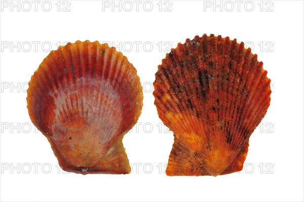 Two red variegated scallop