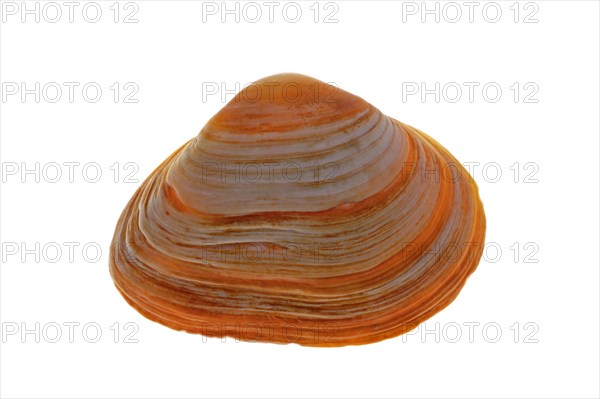 Cut trough shell