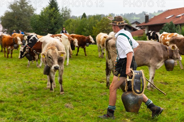 Alpine herdsman carrying cowbells