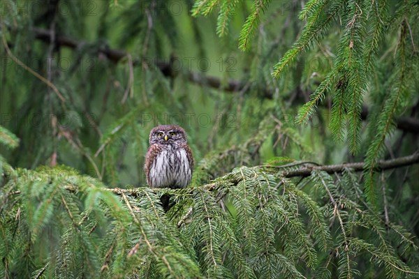 Eurasian pygmy owl