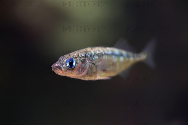 Three-spined stickleback