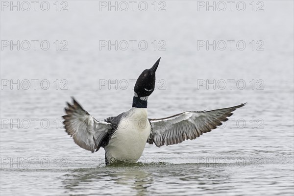 Common loon