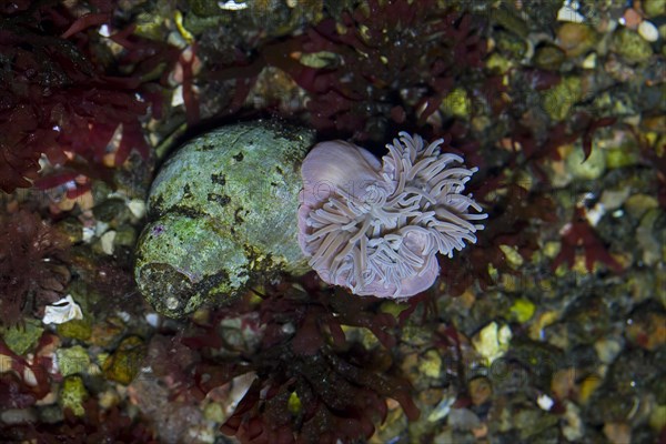 Beadlet anemone