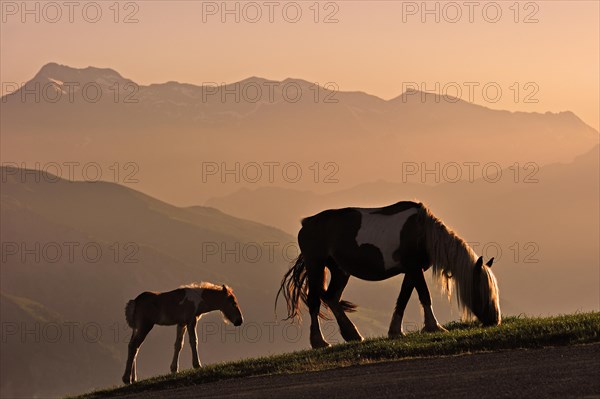 Free roaming horse with foal at sunset on the Col d'Aubisque in the Pyrenees