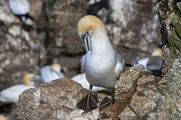 Northern gannet