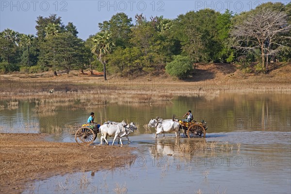 Wooden carts pulled by zebus