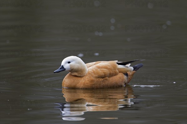 Ruddy shelduck