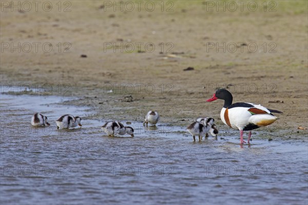 Common shelduck