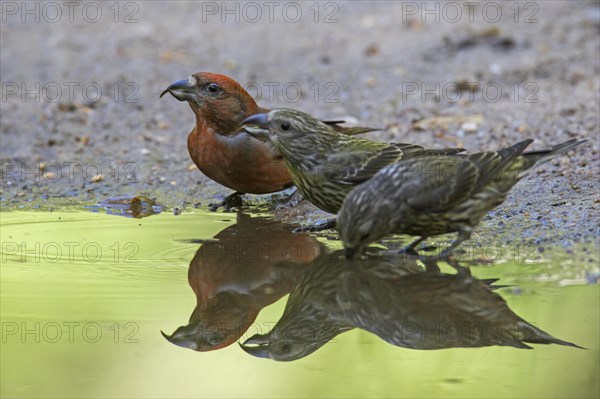 Red crossbill