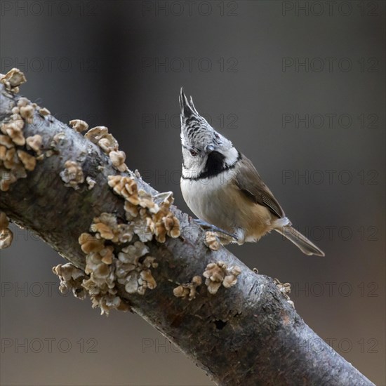 European crested tit