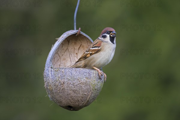 Eurasian tree sparrow