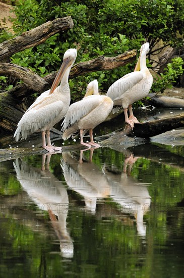 Great White Pelicans