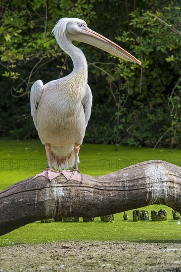 Great white pelican