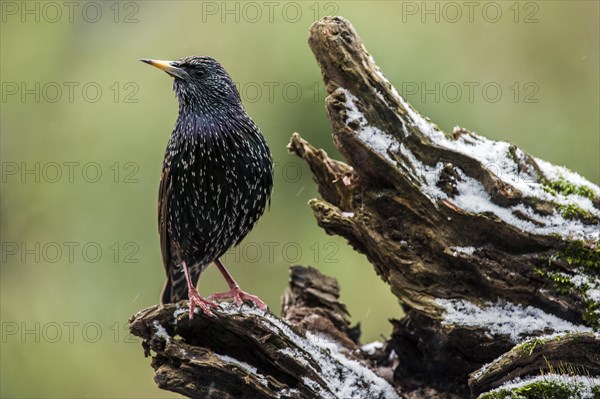 Common Starling