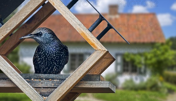 Common starling