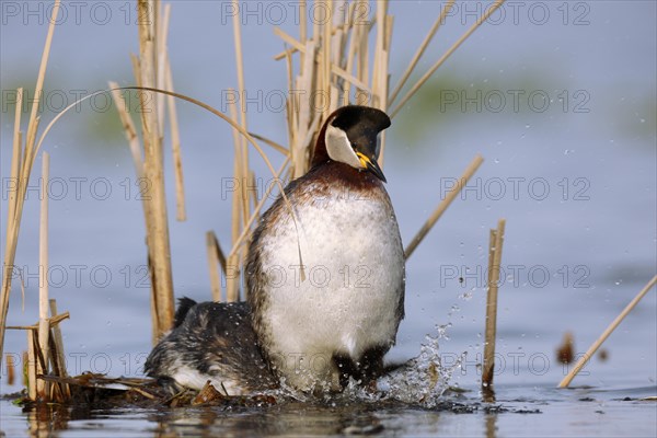 Red-necked grebe