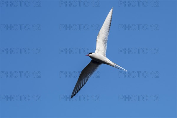 Arctic tern