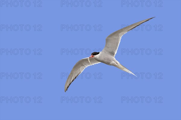 Arctic tern