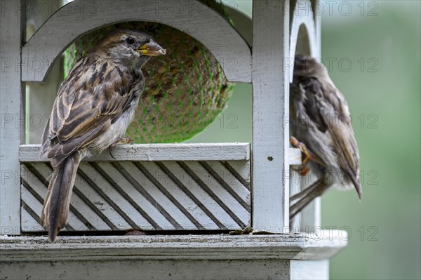 House sparrows