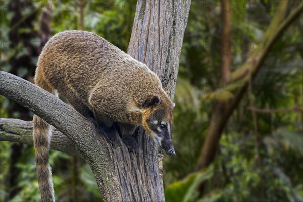 South American coati