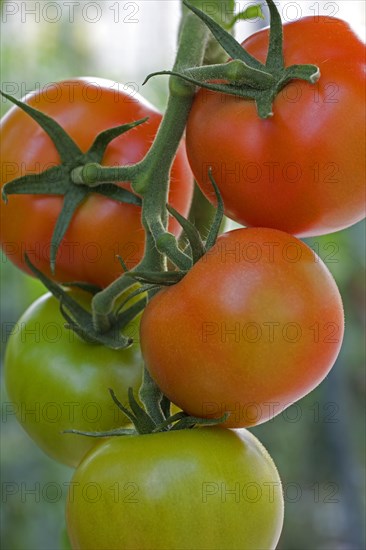 Red tomatoes